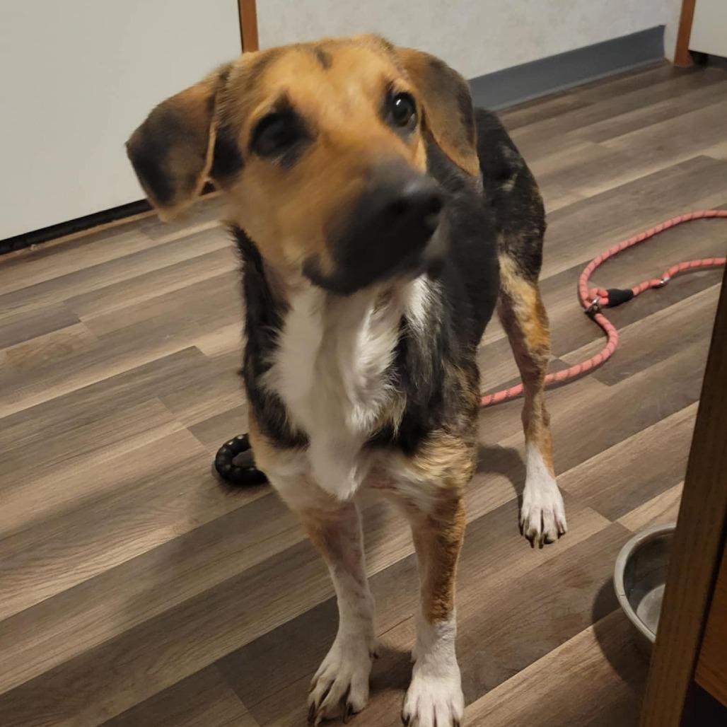 Rowdy prev Stiller JuM, a Adoptable mixed breed in Austin, TX image 5/6