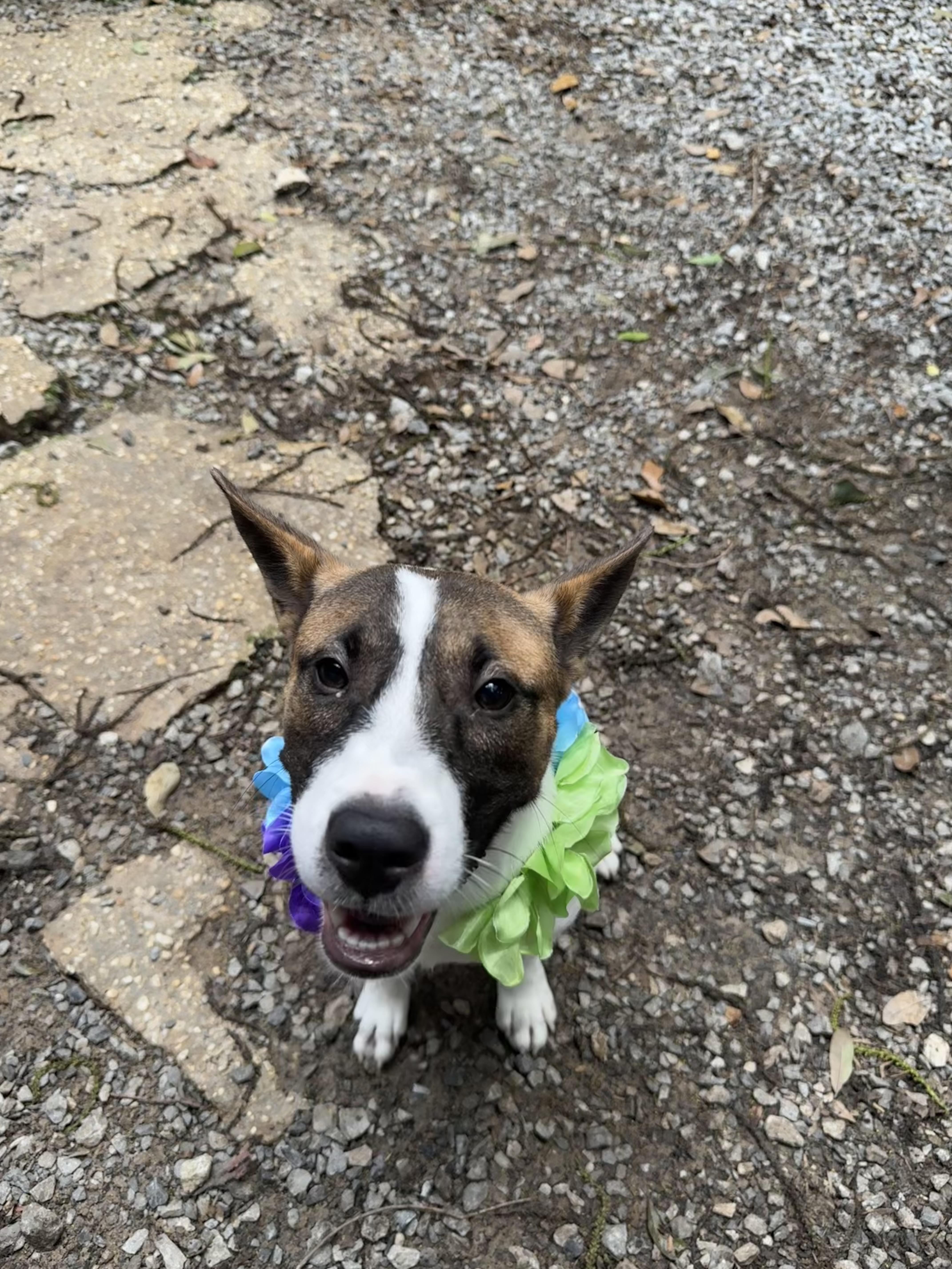 Enlarge Roxie, a ADOPTABLE mixed breed in Mobile, AL image 2/3
