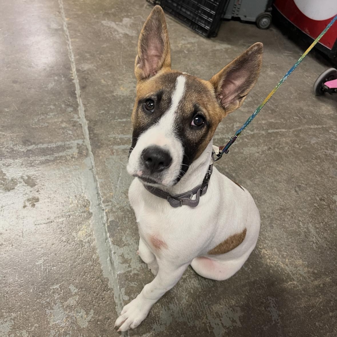 Enlarge Roxie, a ADOPTABLE mixed breed in Mobile, AL image 1/2