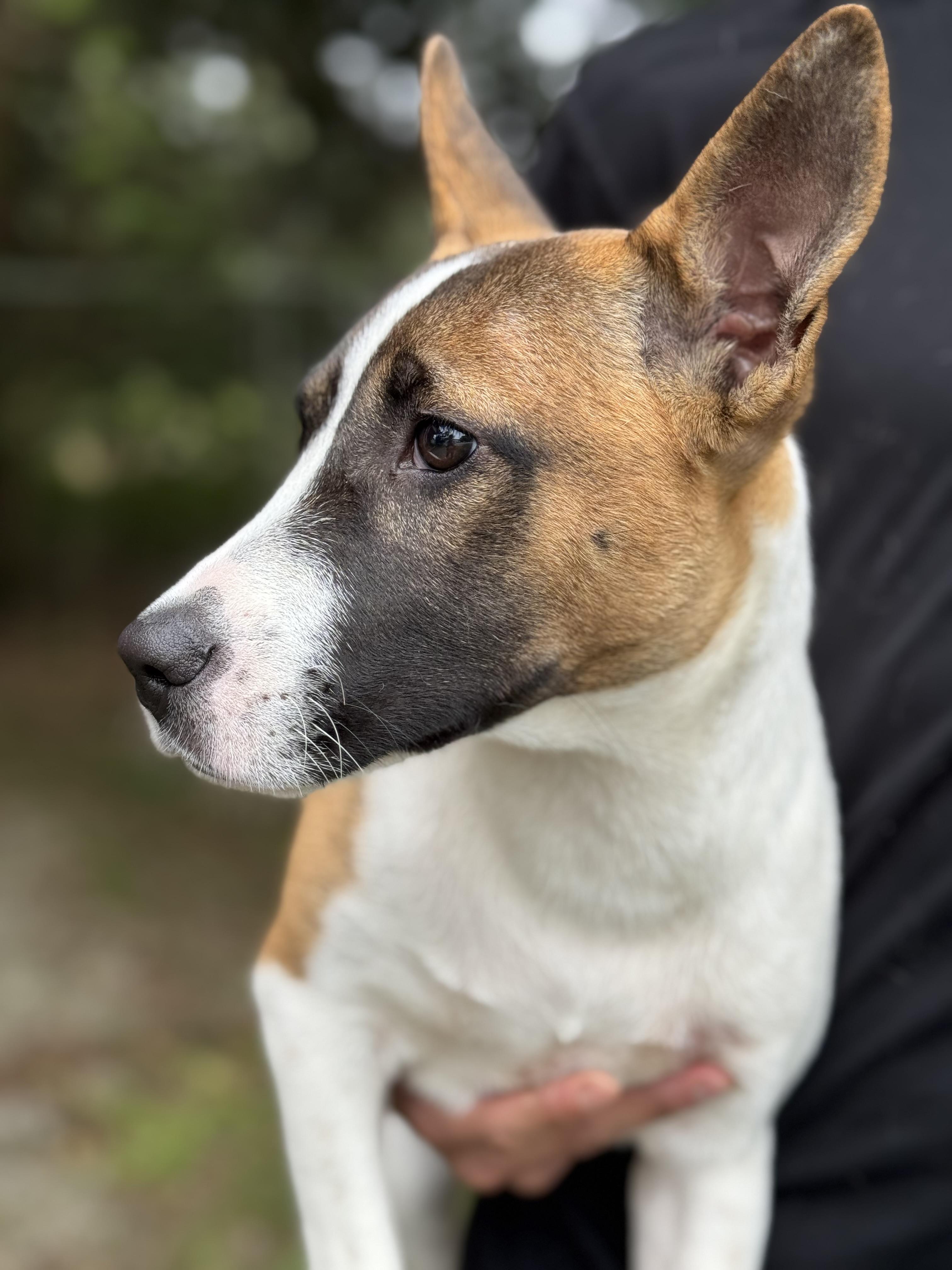 Enlarge Roxie, a ADOPTABLE mixed breed in Mobile, AL image 2/2