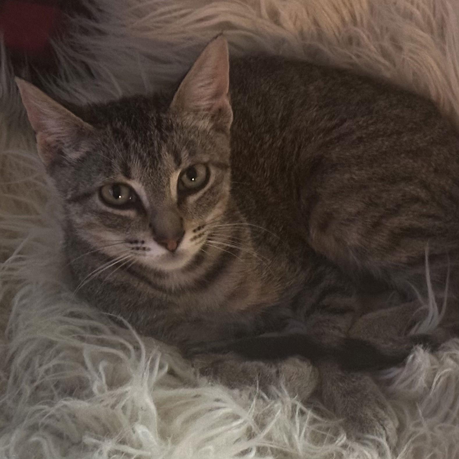 Hansel, Adoptable, Kitten Male Domestic Short Hair.