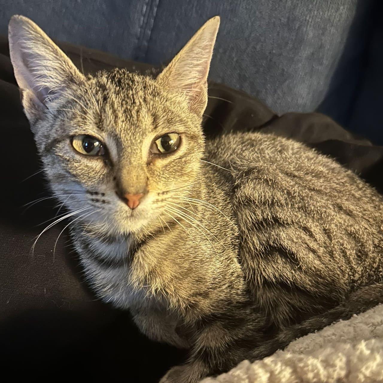 Hansel, a Adoptable Domestic Short Hair in Tampa, FL image 2/3