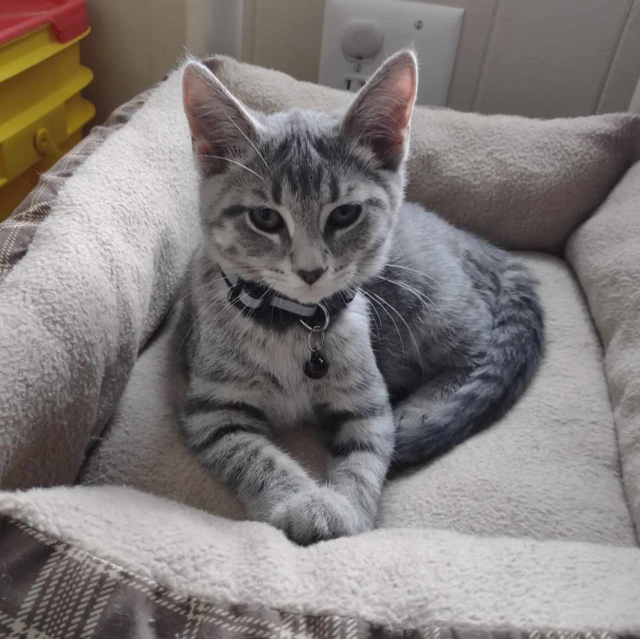 Pebbles, ADOPTABLE, Kitten Female Tabby & Domestic Short Hair.