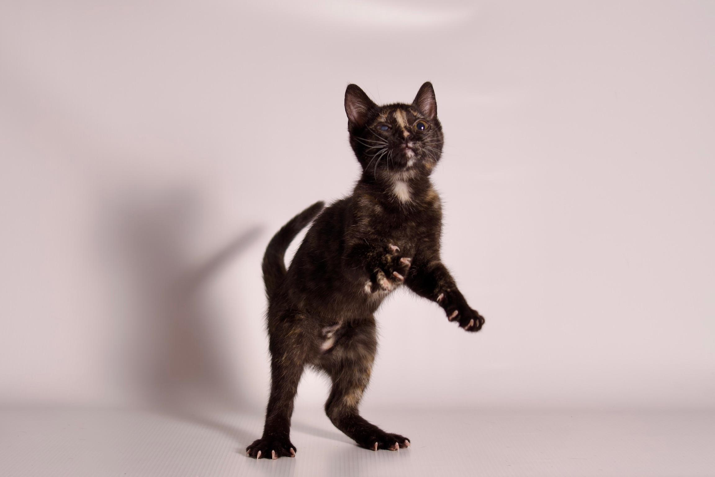 Enlarge Dazzle, a ADOPTABLE Domestic Short Hair in Riverside, CA image 4/4