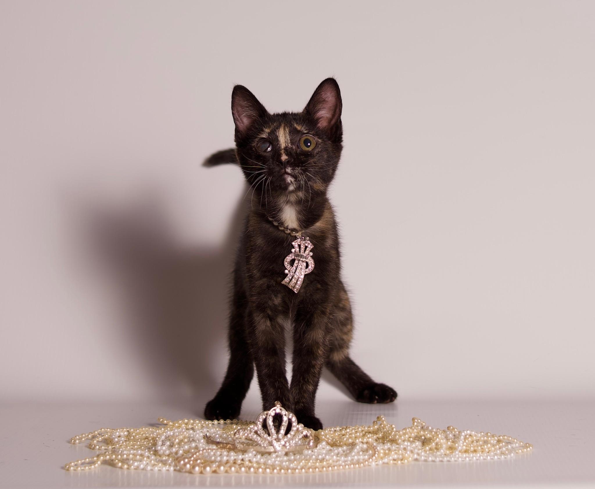 Enlarge Dazzle, a ADOPTABLE Domestic Short Hair in Riverside, CA image 3/4