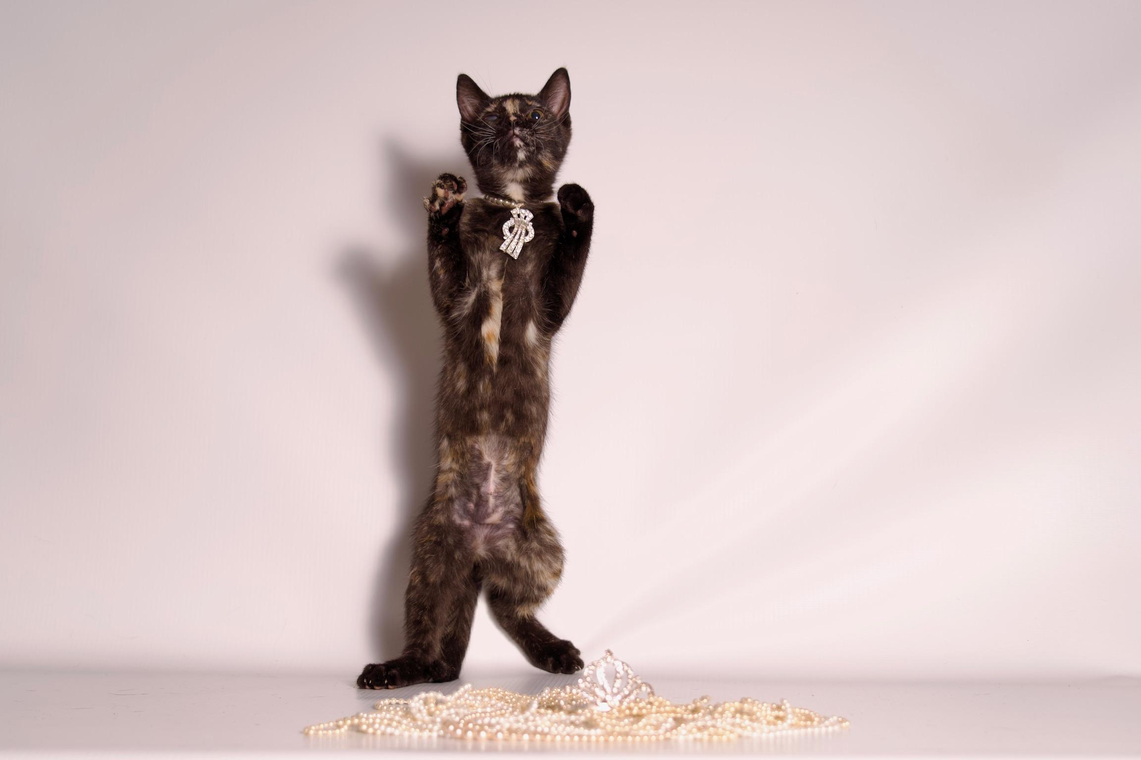 Enlarge Dazzle, a ADOPTABLE Domestic Short Hair in Riverside, CA image 2/4