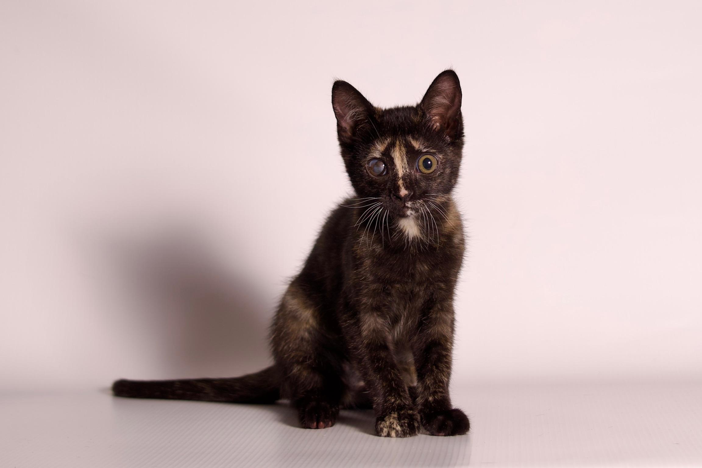 Dazzle, ADOPTABLE, Kitten Female Domestic Short Hair.