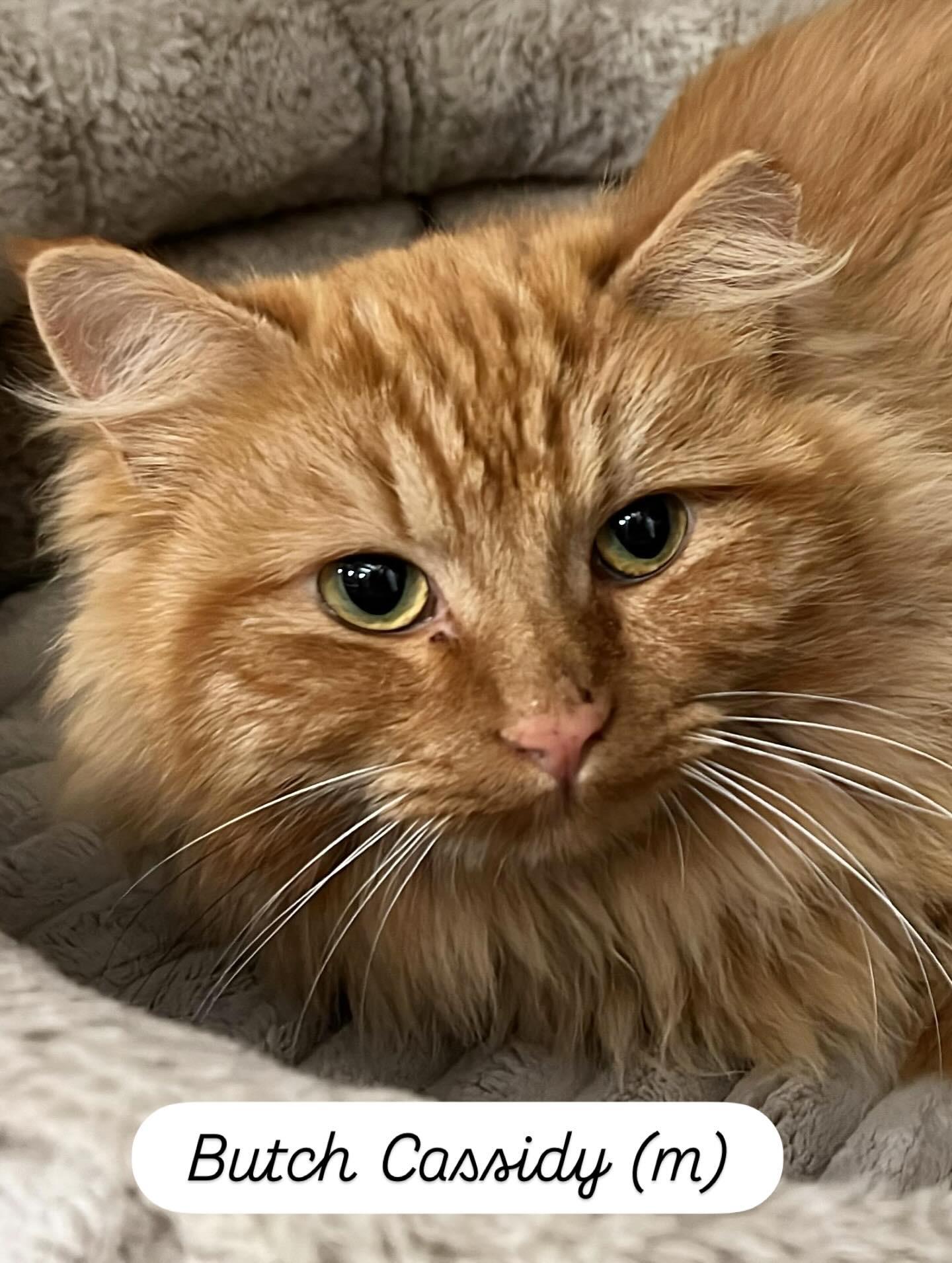 Butch Cassidy, ADOPTABLE, Adult Male Domestic Long Hair.