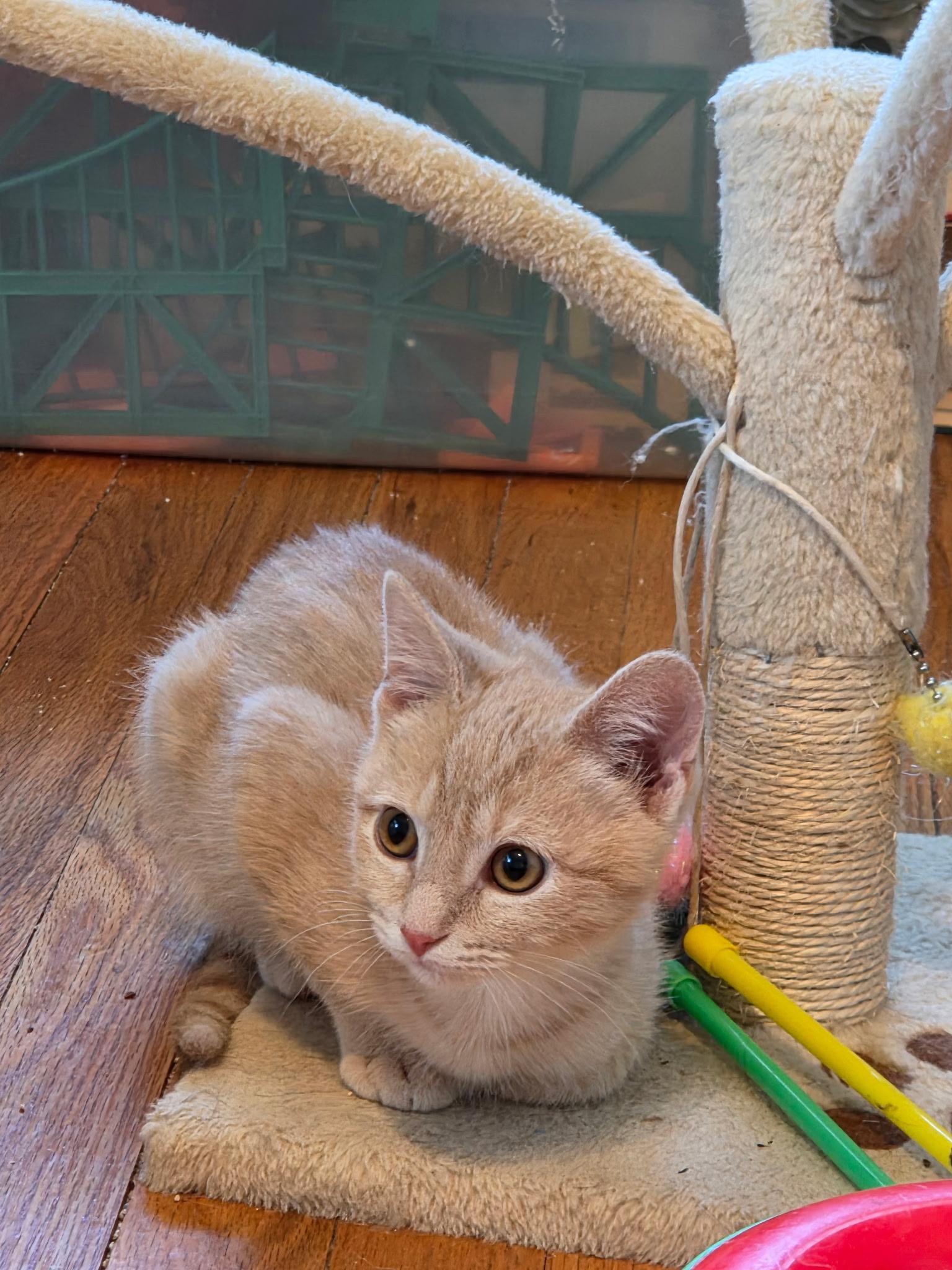 Enlarge Theo and Hunter, a Adoptable Domestic Short Hair in Alexandria, VA image 3/6