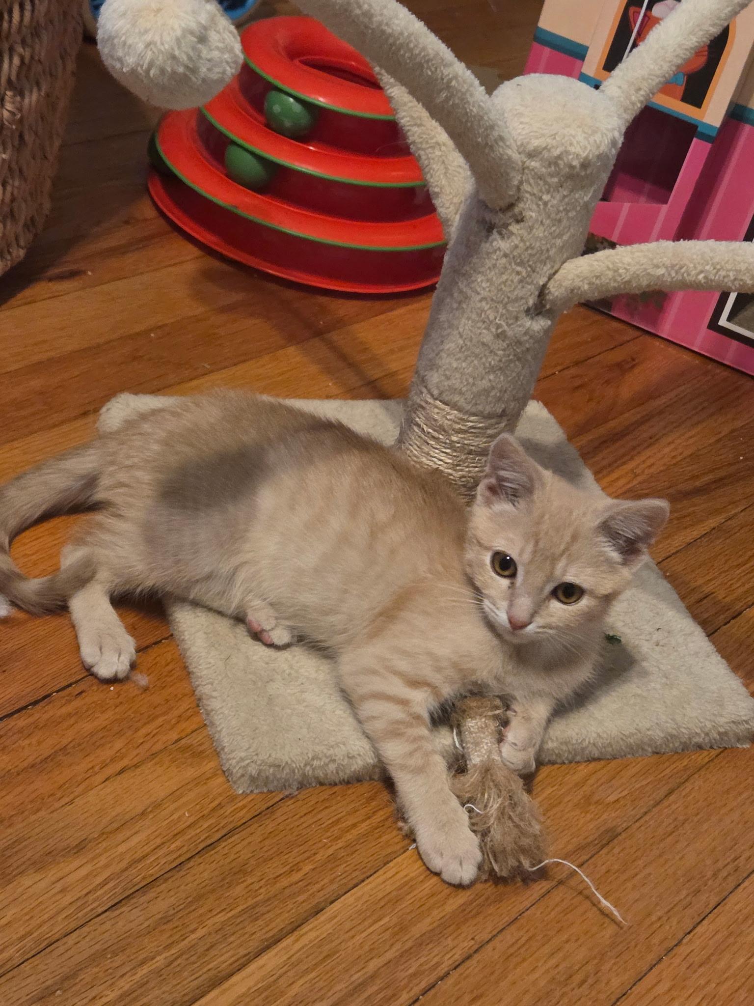 Enlarge Theo and Hunter, a Adoptable Domestic Short Hair in Alexandria, VA image 5/6