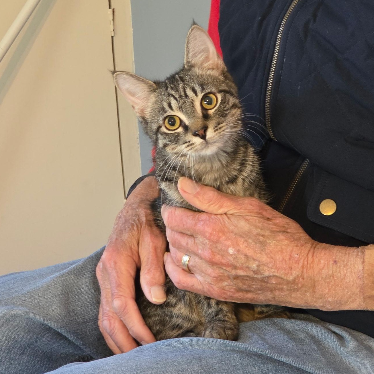 Enlarge Theo and Hunter, a Adoptable Domestic Short Hair in Alexandria, VA image 2/6
