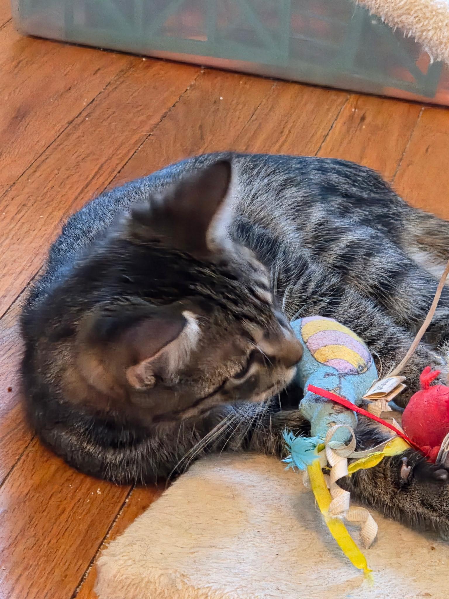 Enlarge Theo and Hunter, a Adoptable Domestic Short Hair in Alexandria, VA image 6/6