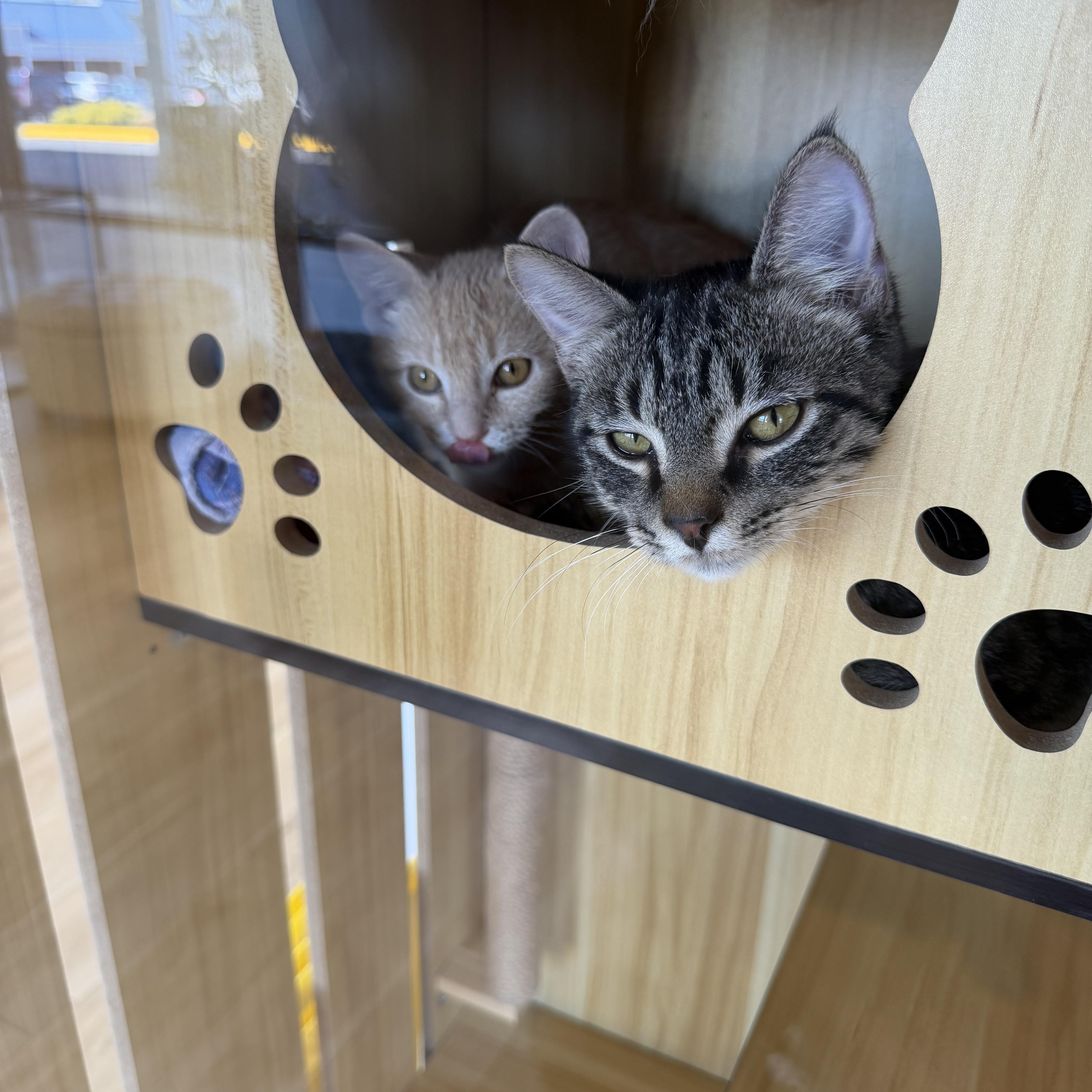 Enlarge Theo and Hunter, a Adoptable Domestic Short Hair in Alexandria, VA image 1/6