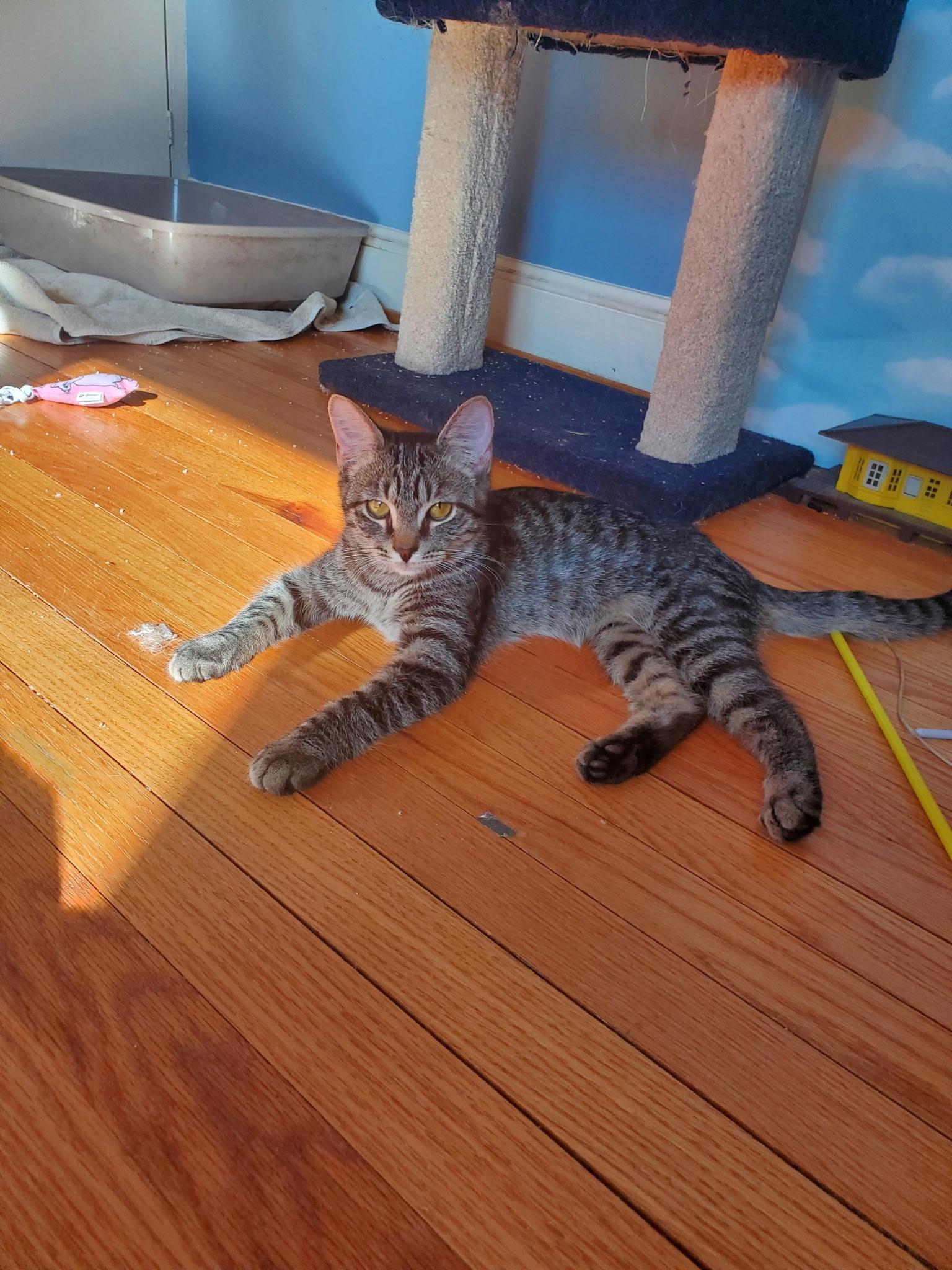 Enlarge Theo and Hunter, a Adoptable Domestic Short Hair in Alexandria, VA image 4/6