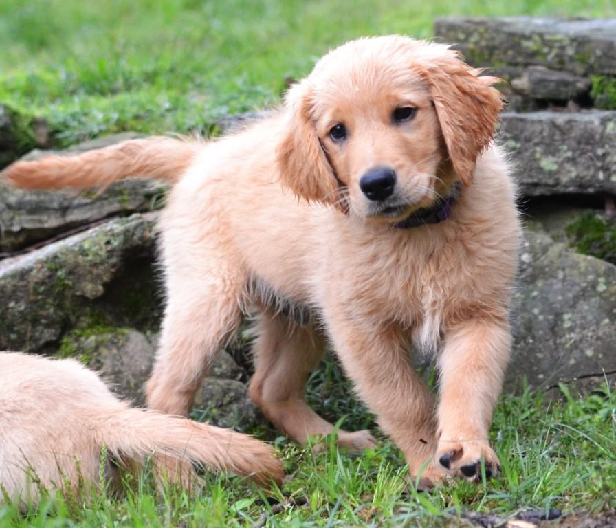 Shadow, adopted, Puppy Male Golden Retriever.