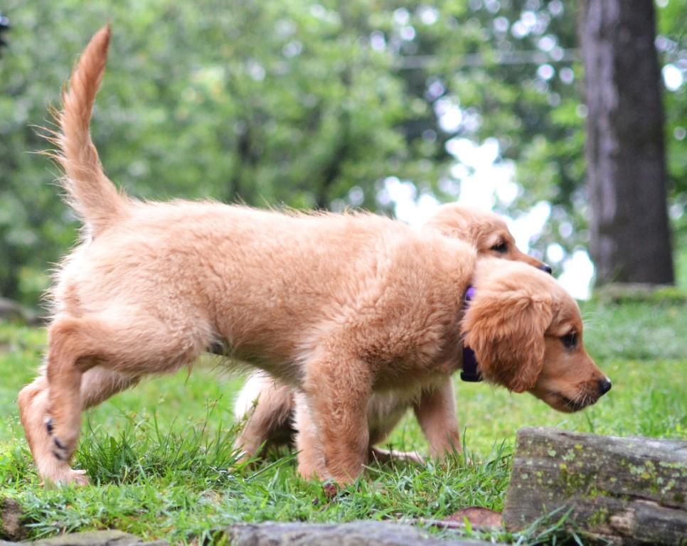 Enlarge Shadow, an adopted Golden Retriever in White Plains, NY image 2/5