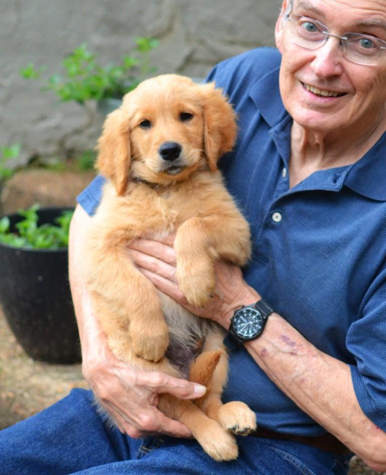 Enlarge Shadow, an adopted Golden Retriever in White Plains, NY image 4/5