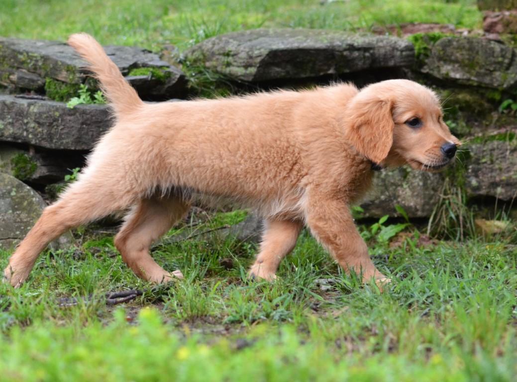 Enlarge Shadow, an adopted Golden Retriever in White Plains, NY image 3/5