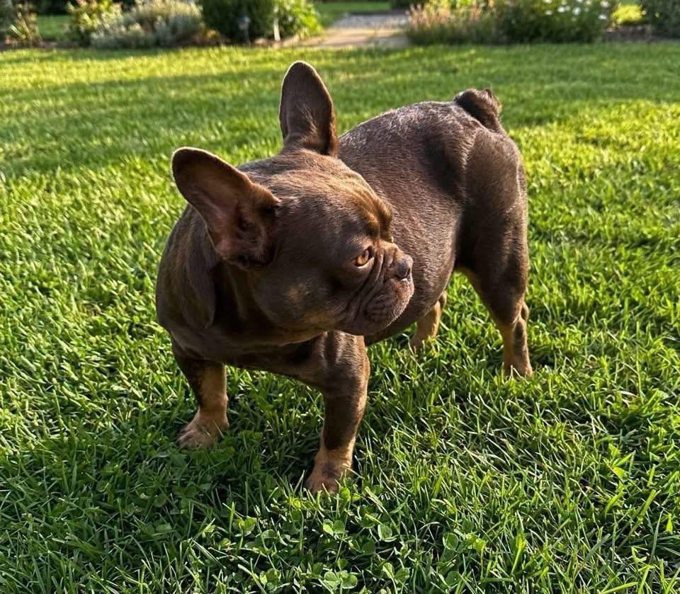 Penny, a ADOPTABLE French Bulldog in Rockwall, TX image 2/2