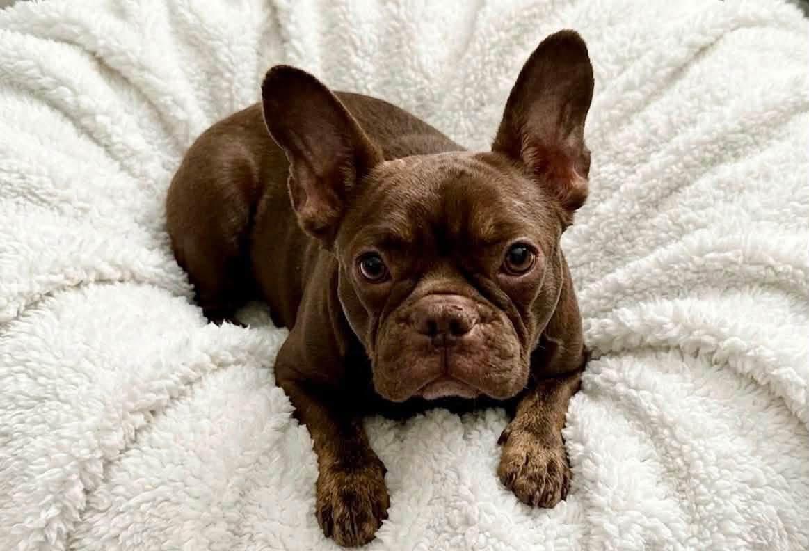 Penny, ADOPTABLE, Adult Female French Bulldog.