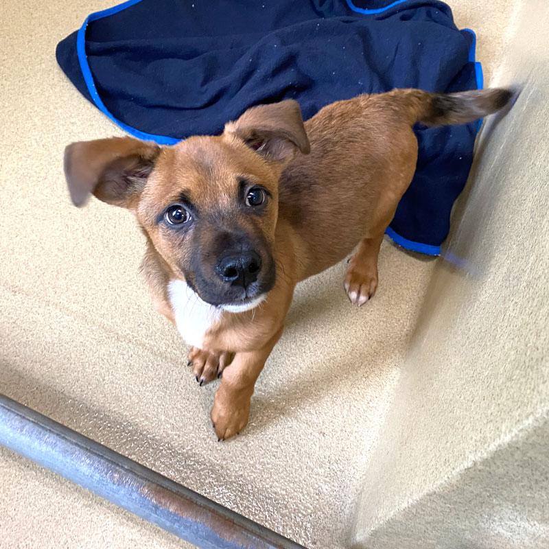 Ipsy, adopted, Puppy Male Shepherd & Mixed Breed.