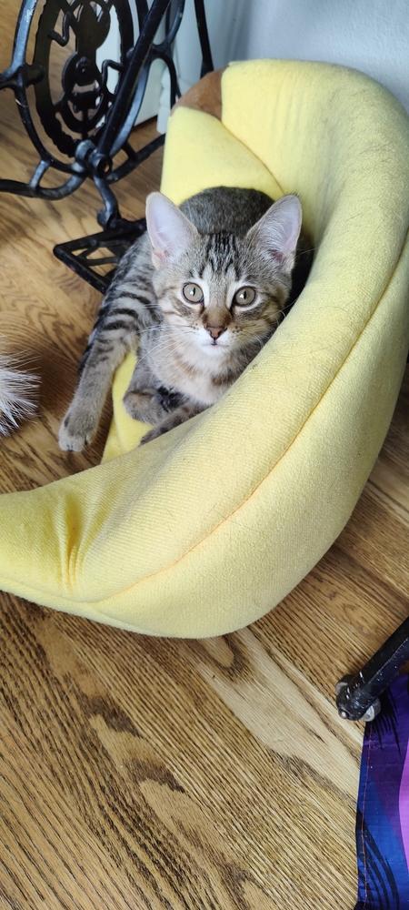 Avi, Adoptable, Kitten Female Domestic Short Hair.