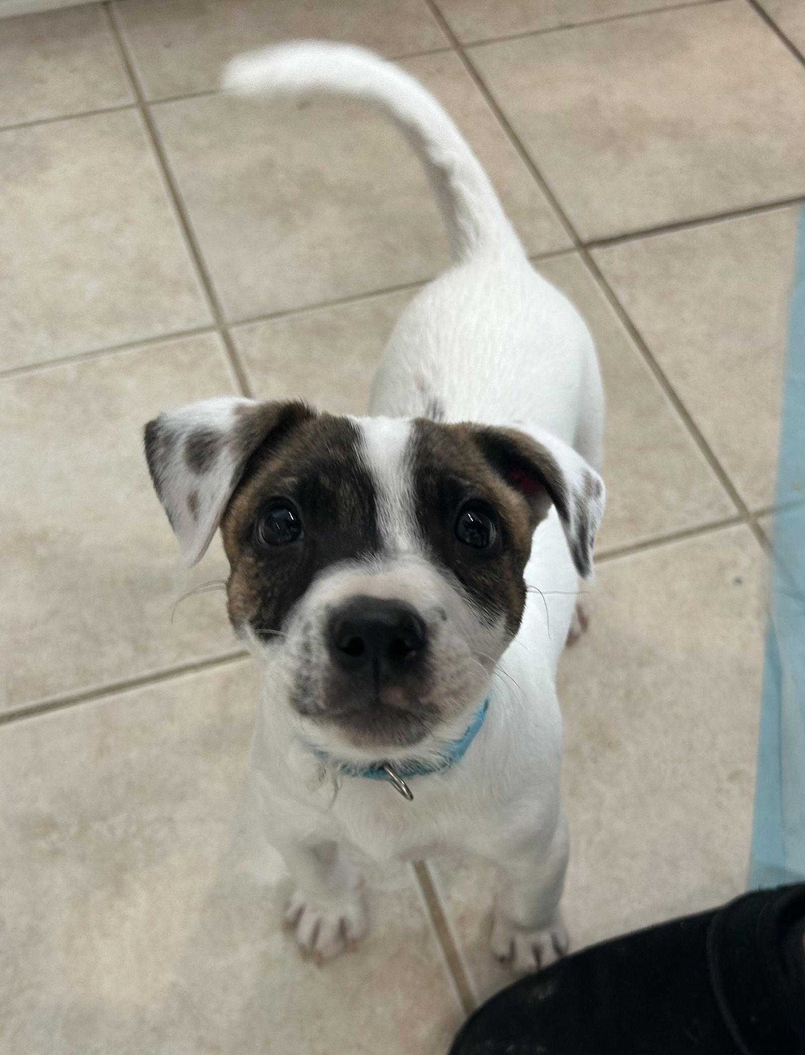 Patch, a Adoptable Australian Shepherd in Stephens City, VA image 1/3