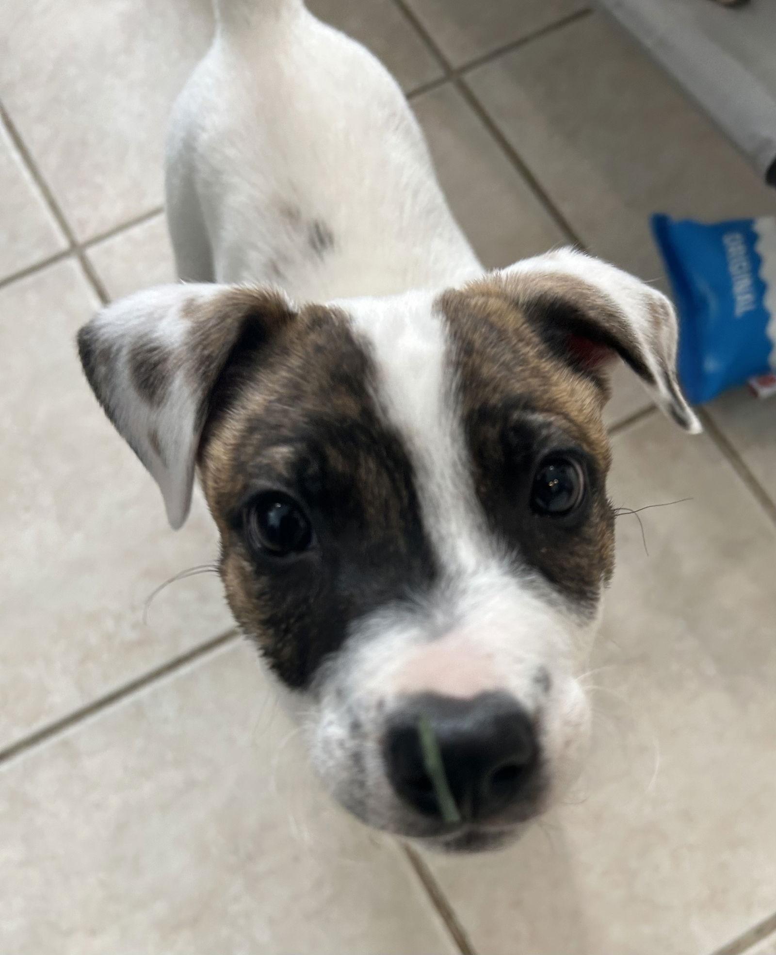 Patch, a Adoptable Australian Shepherd in Stephens City, VA image 2/3