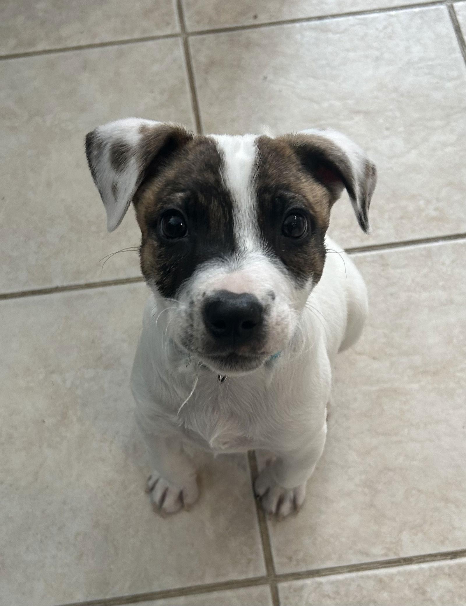 Patch, a Adoptable Australian Shepherd in Stephens City, VA image 3/3