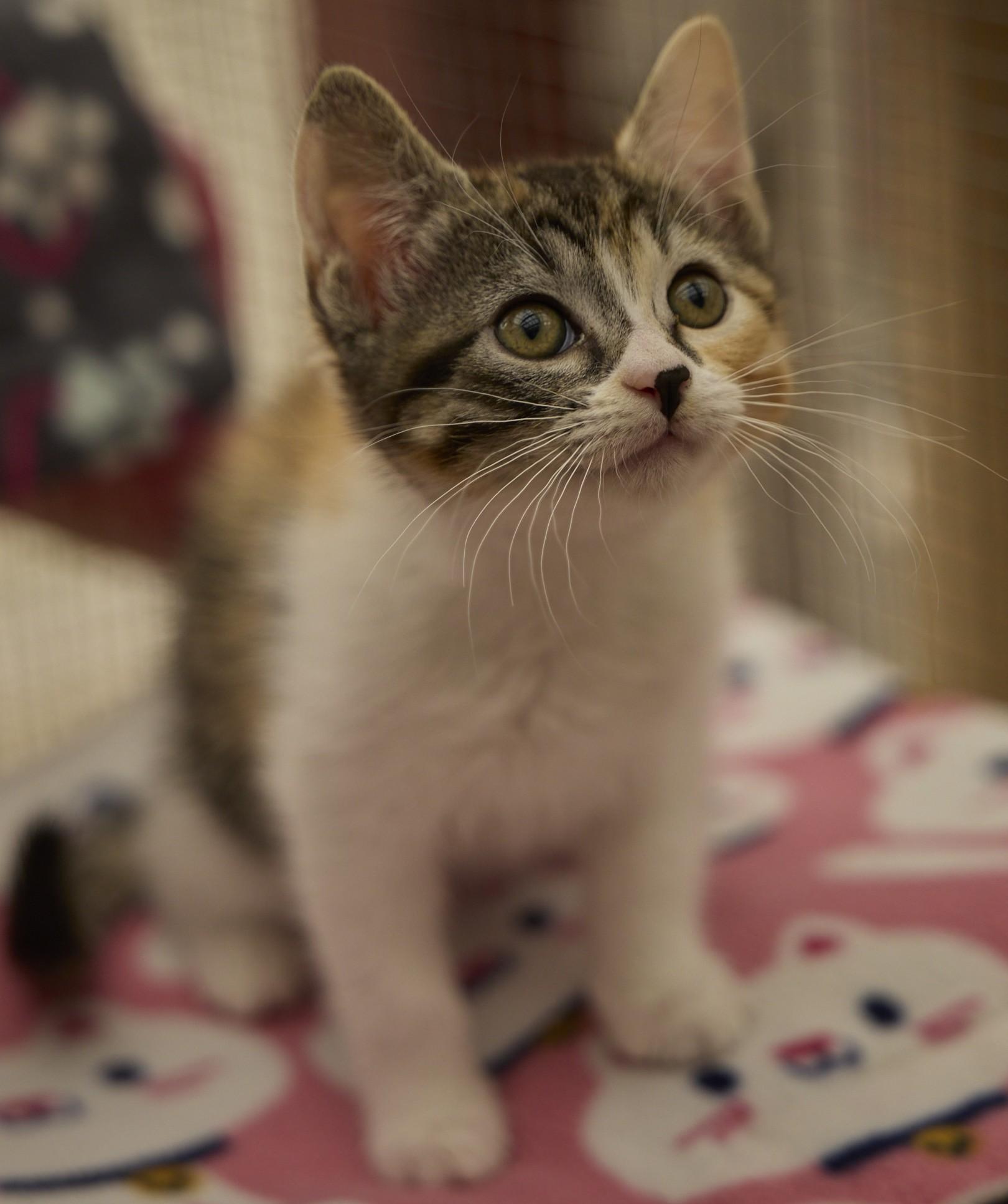 Junebug, adopted, Kitten Female Calico.