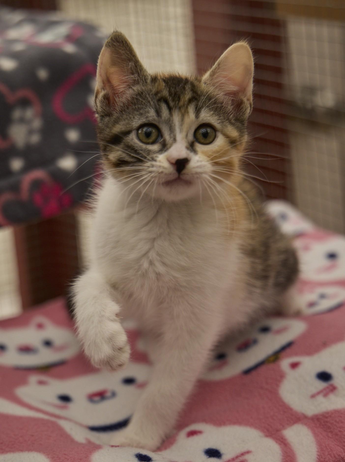 Junebug, an adopted Calico in Santa Barbara, CA image 2/4