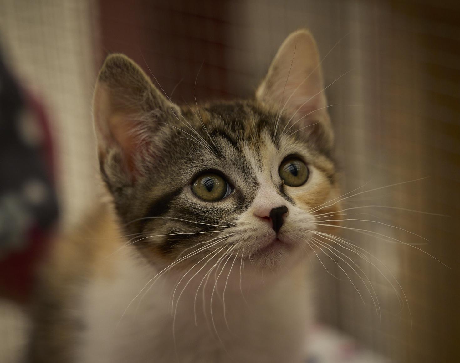 Junebug, an adopted Calico in Santa Barbara, CA image 3/4