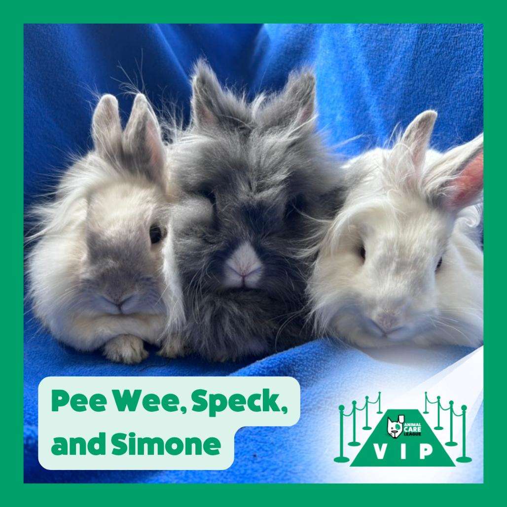 Speck, Adoptable, Adult Male Lionhead & Rabbit, DomesticMix.