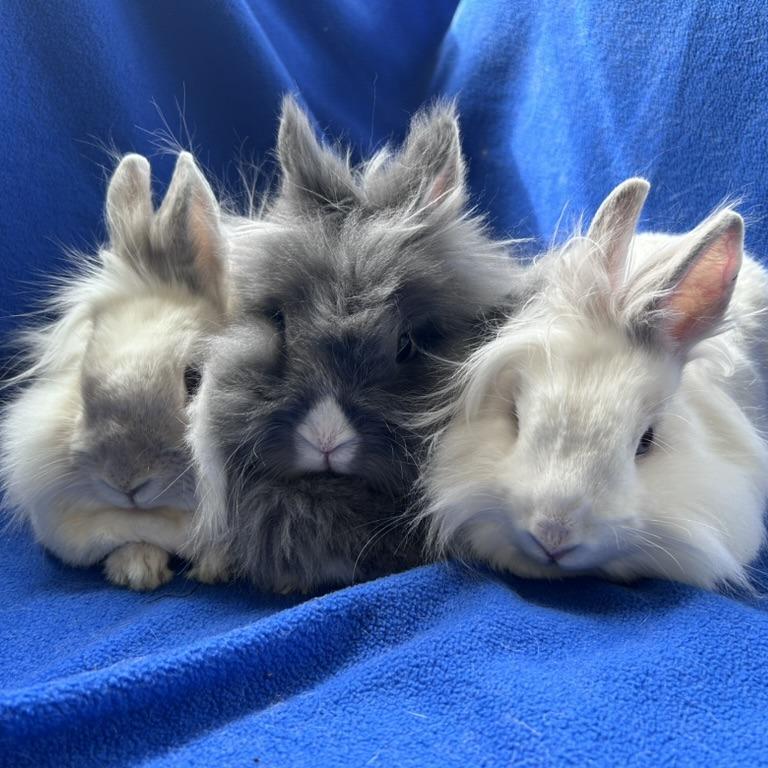 Speck, Adoptable, Adult Male Lionhead & Rabbit, DomesticMix.