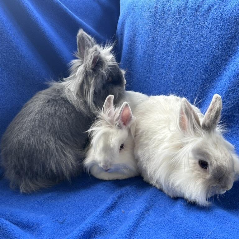 Enlarge Speck (bonded trio), a Adoptable mixed breed in Oak Park, IL image 1/6