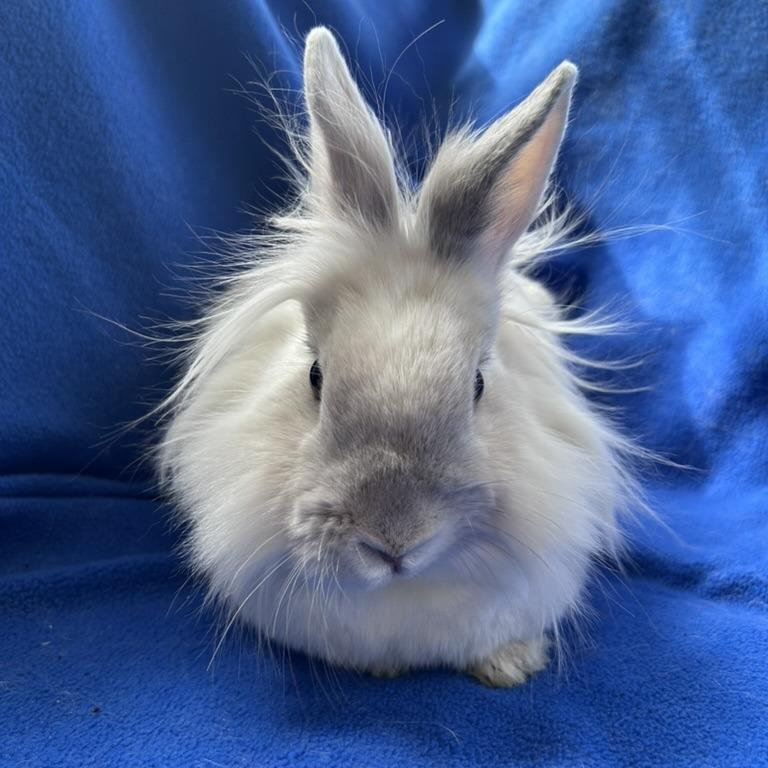 Enlarge Speck, a Adoptable mixed breed in Oak Park, IL image 2/6