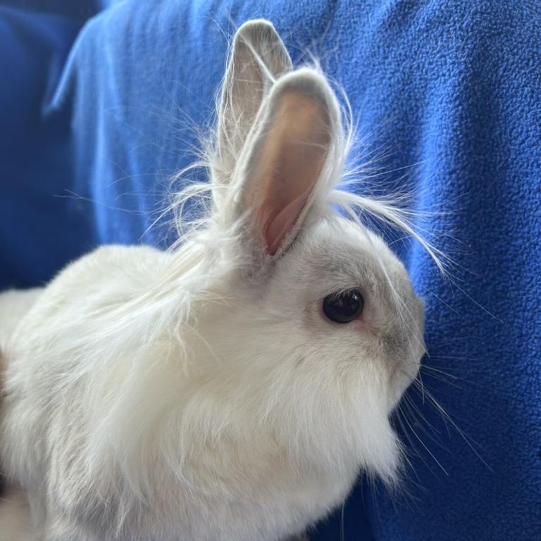 Enlarge Speck, a Adoptable mixed breed in Oak Park, IL image 3/6