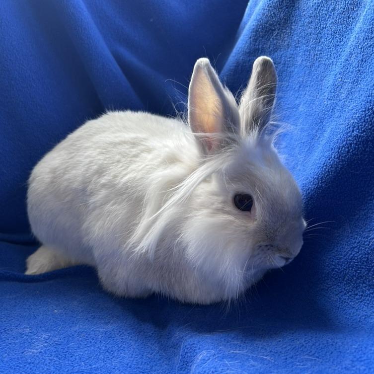 Enlarge Speck, a Adoptable mixed breed in Oak Park, IL image 5/6