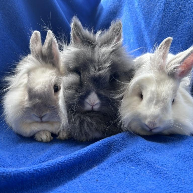 Enlarge Speck, a Adoptable mixed breed in Oak Park, IL image 6/6