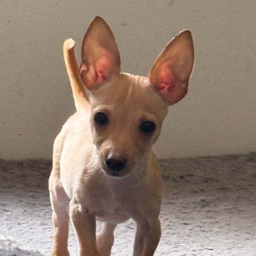 Chico, Adoptable, Puppy Male Chiweenie & Chihuahua.