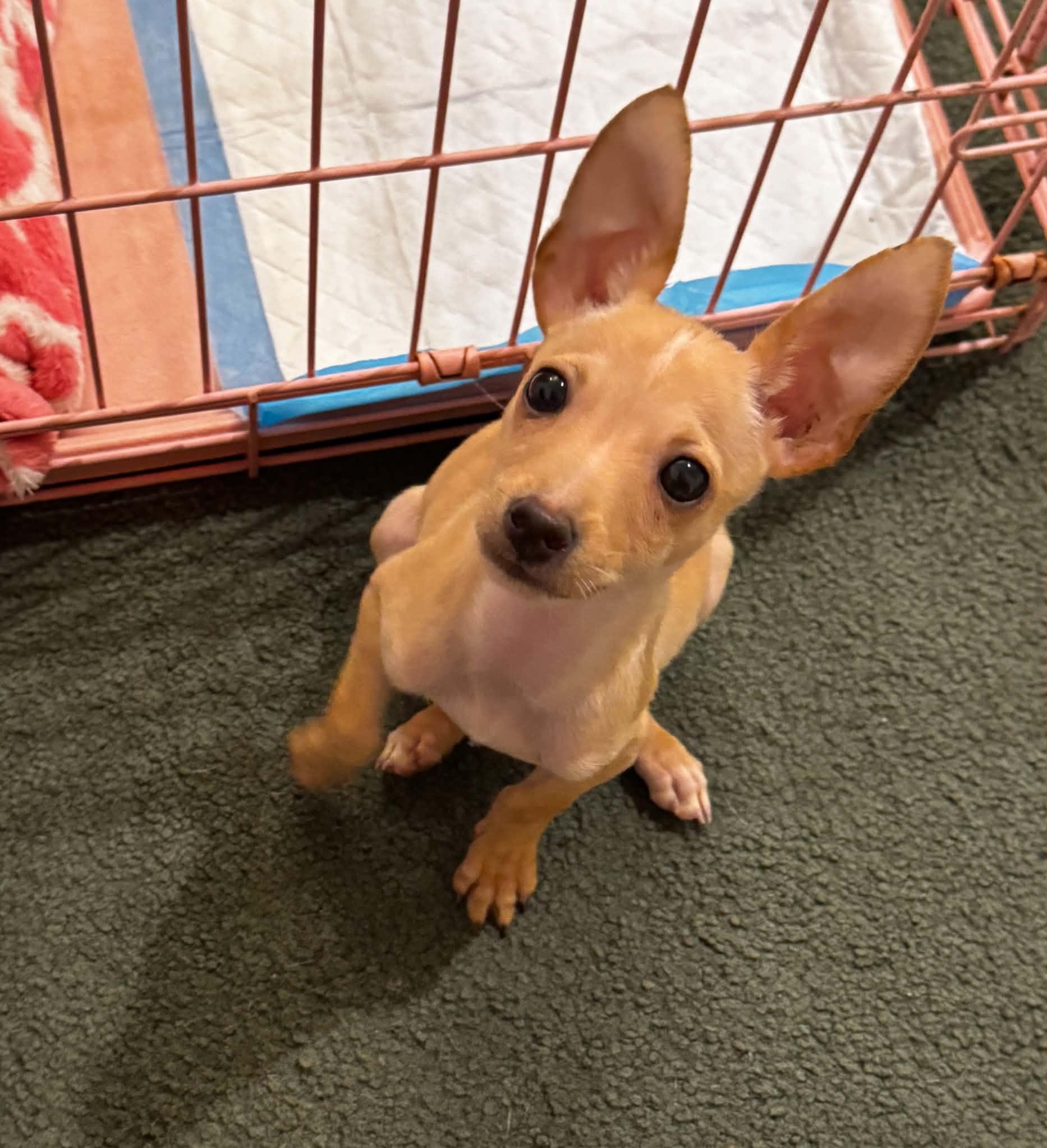Chico, a Adoptable mixed breed in Sanford, NC image 3/3