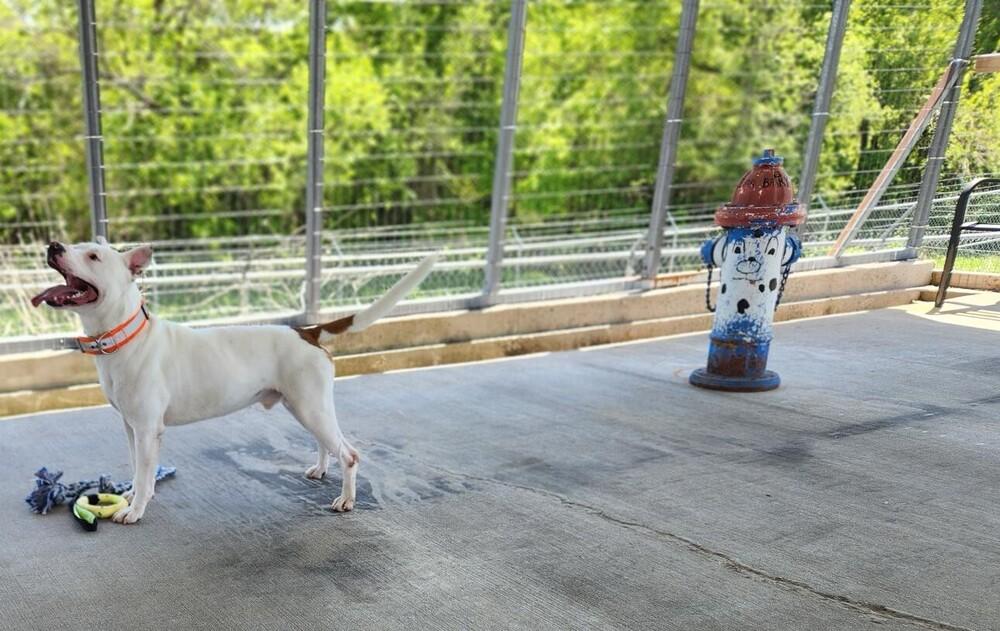 Enlarge Chrome, a Adoptable mixed breed in Bolivar, MO image 1/1