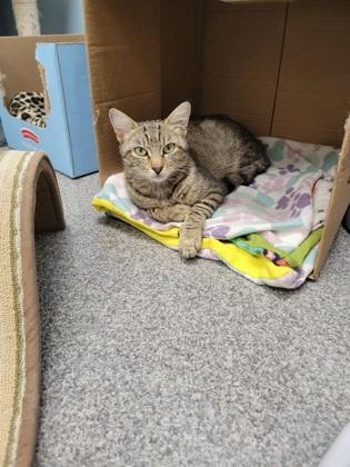 Enlarge Dapple, a Adoptable mixed breed in Neenah, WI image 2/3