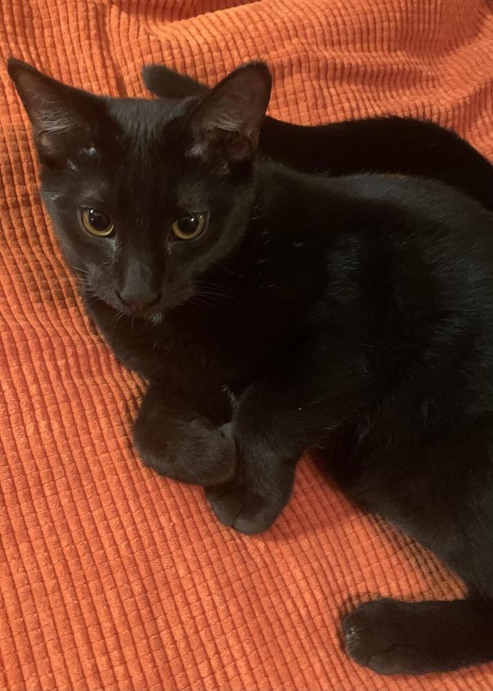 Charlie, Adoptable, Young Male Domestic Short Hair.