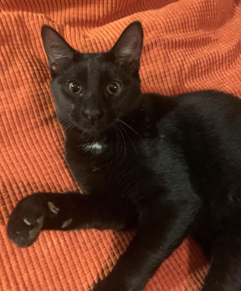 Enlarge Charlie, a Adoptable Domestic Short Hair in Dawson, GA image 3/6