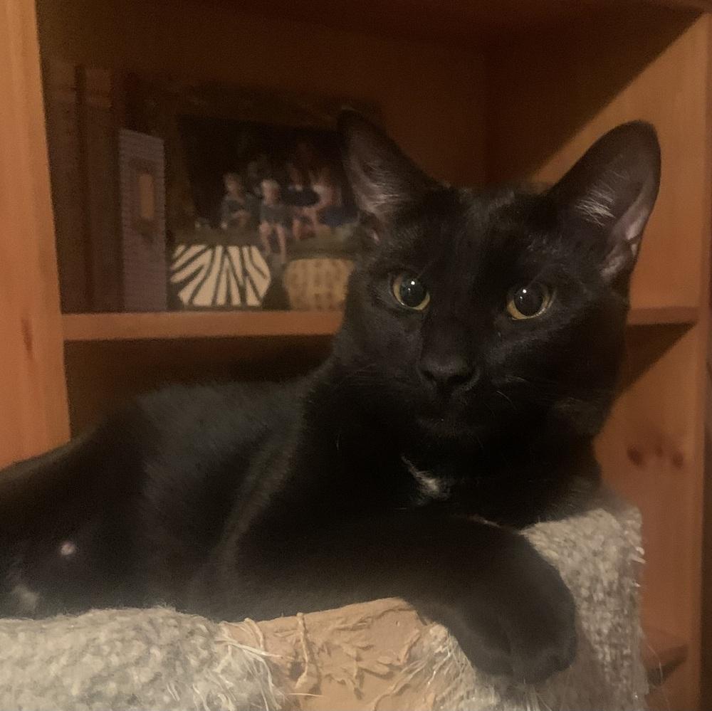 Enlarge Charlie, a Adoptable Domestic Short Hair in Dawson, GA image 5/6