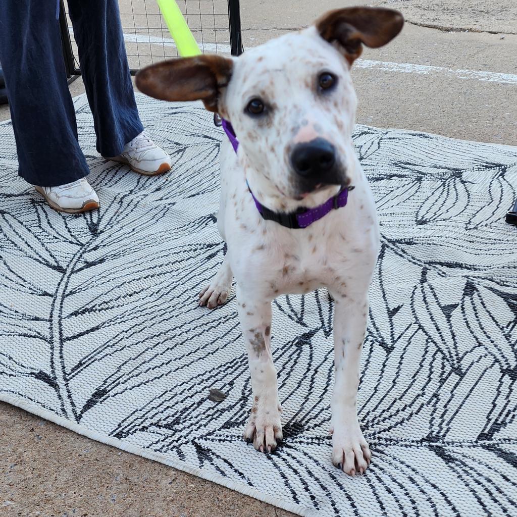 October, Adoptable, Adult Female Cattle Dog & Pointer.