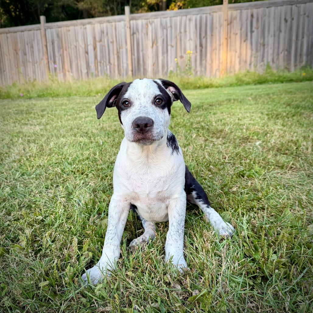 Oceania, Adoptable, Puppy Male Australian Cattle Dog / Blue Heeler & Terrier.