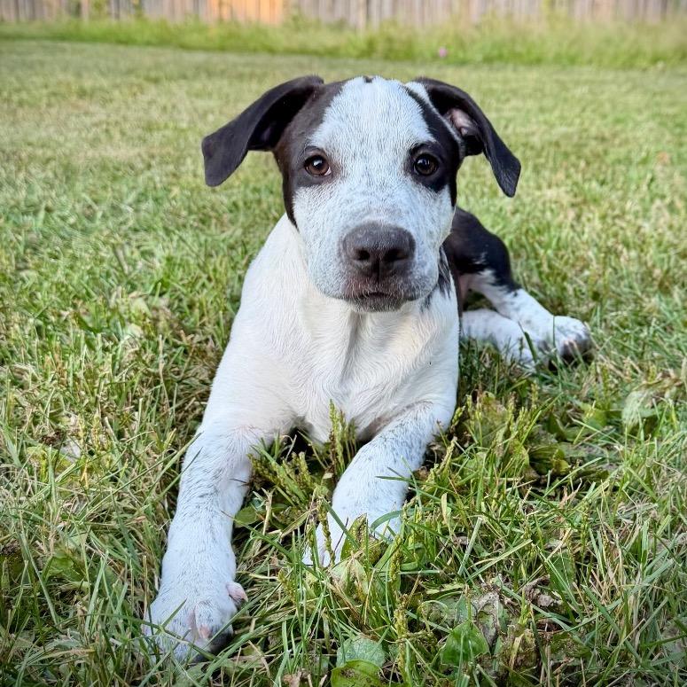 Enlarge Oceania, a Adoptable mixed breed in Crystal, MN image 2/6