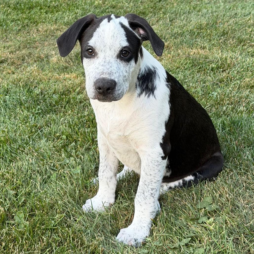 Oceania, a Adoptable mixed breed in Crystal, MN image 1/6